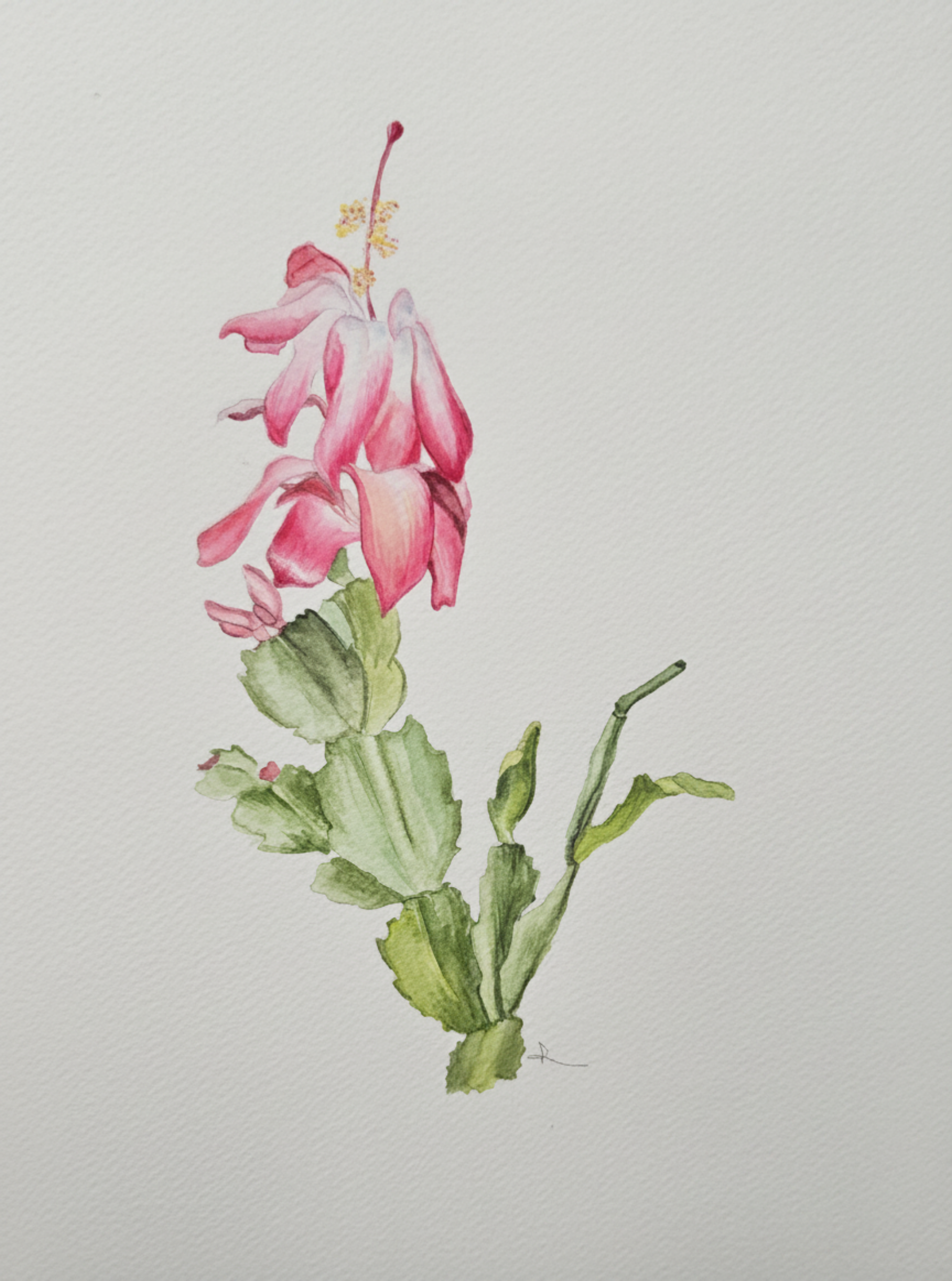 Watercolor of a pink Christmas cactus flower on green segmented stems by Roxanne Langley