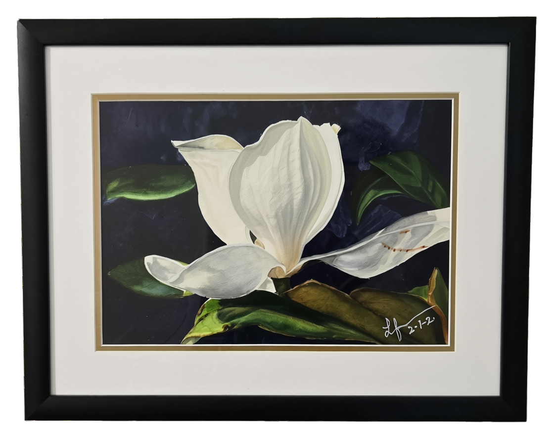 Watercolor of an opening white magnolia bloom on a dark background by Lynda Feierabend